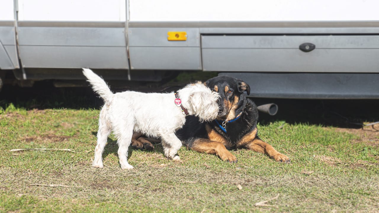 Campings que admiten perros: qué los caracteriza y dónde puedes encontrarlos