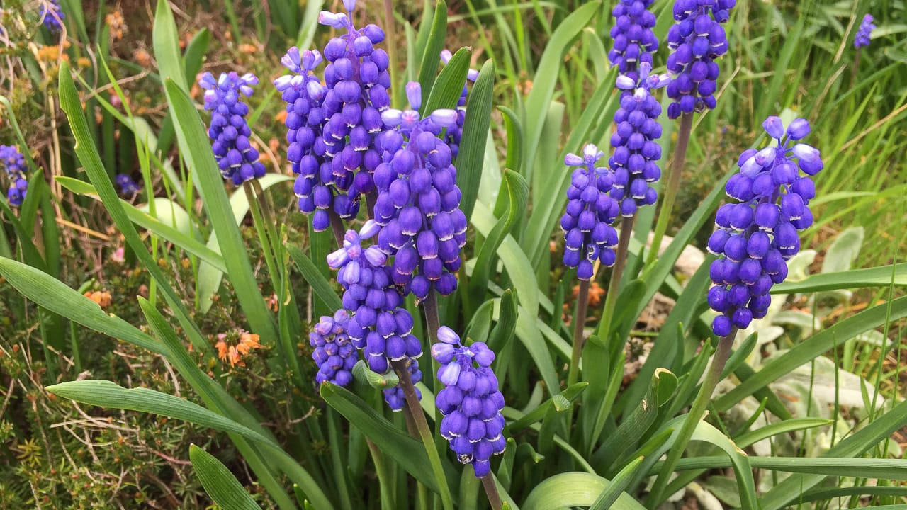 Identificar plantas con los niños como juego al aire libre
