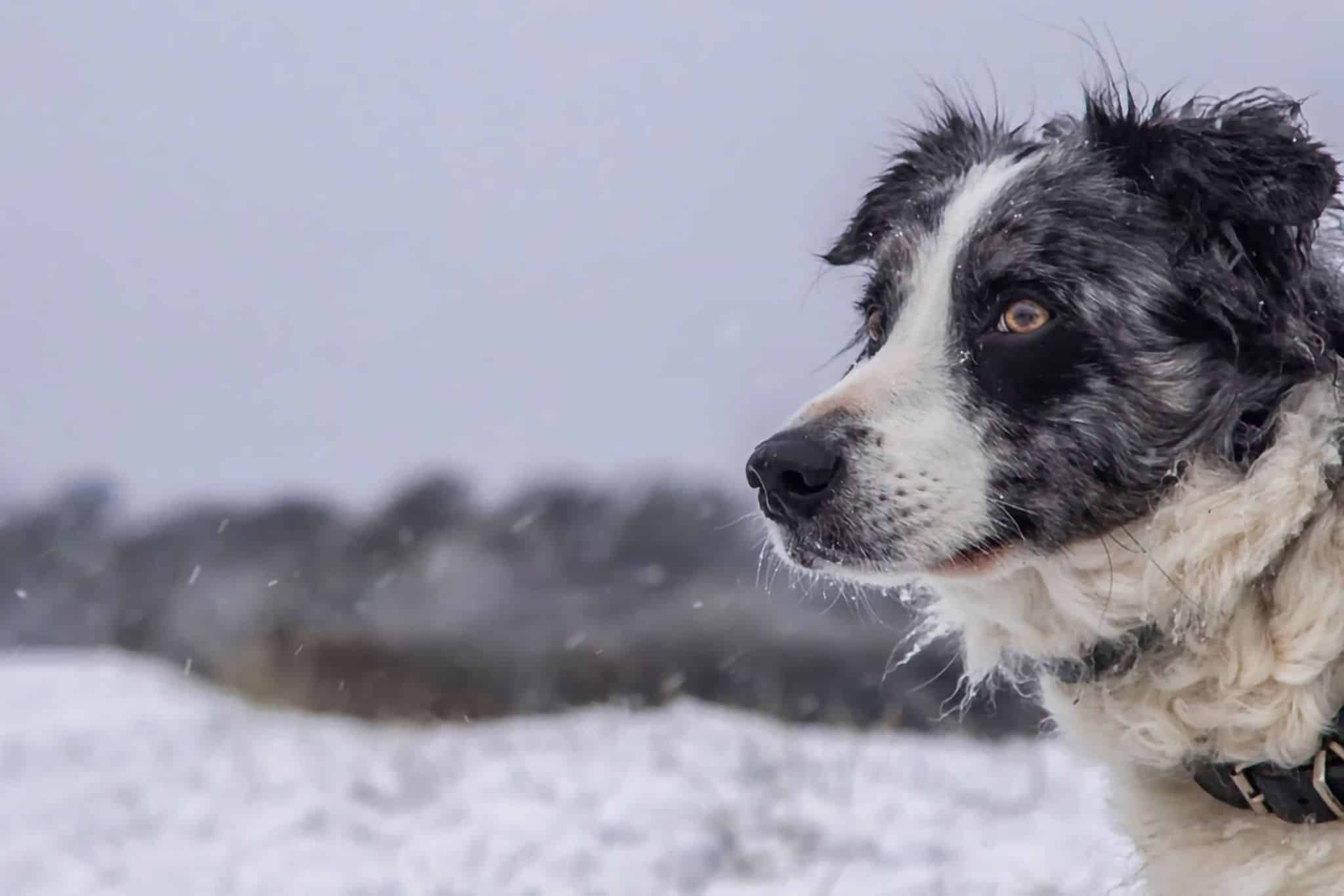 Acampada invernal con perro: consejos, equipamiento y destinos para acampar en la nieve