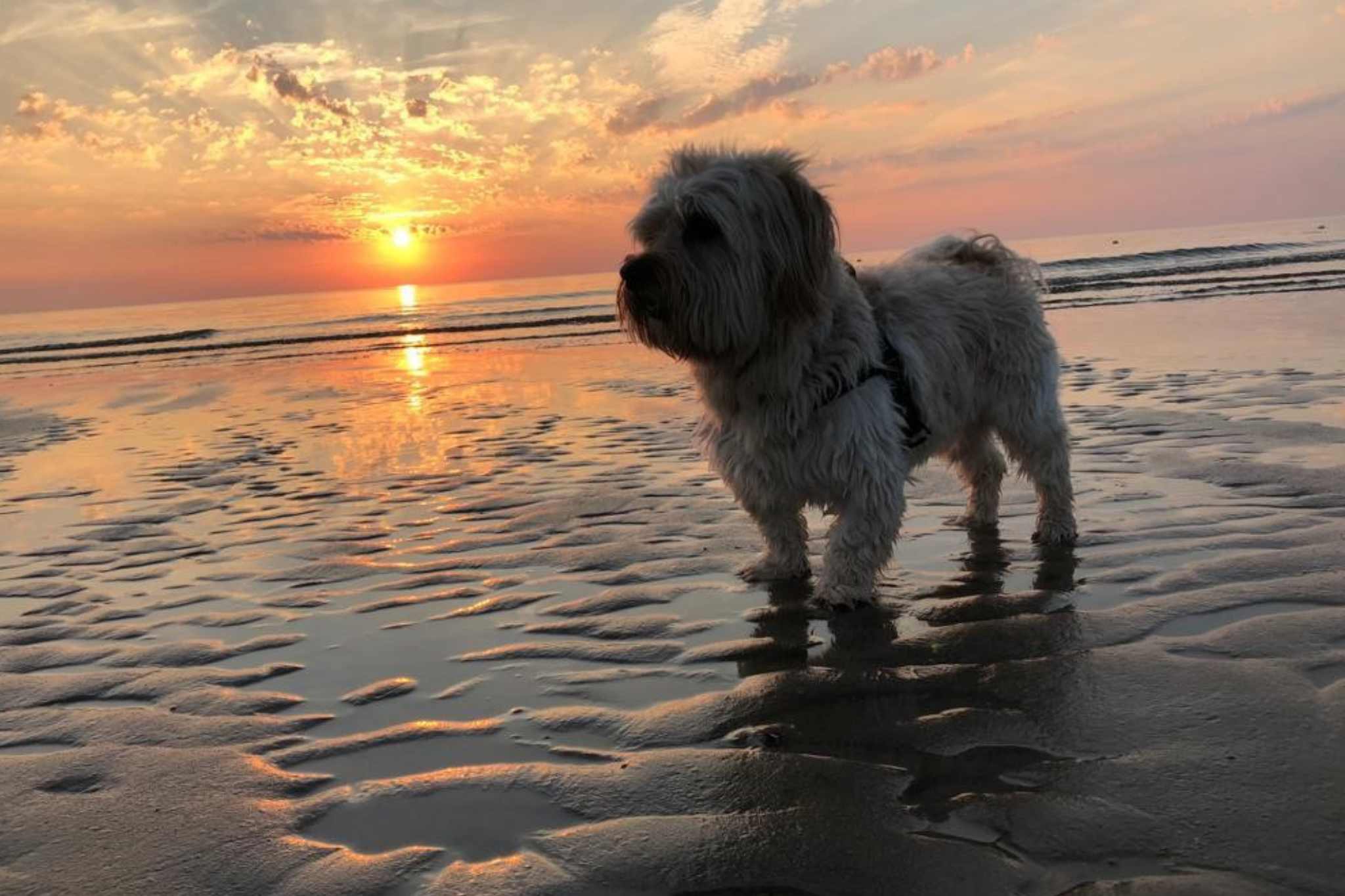 Perro De Nollen de Vakantiepark De Nollen