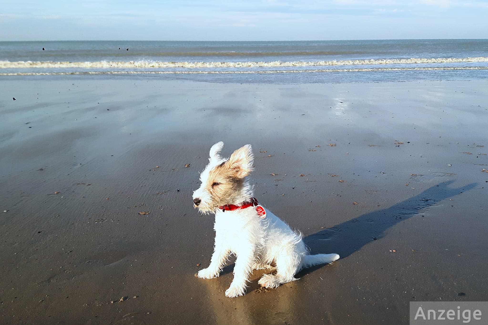 ¡Vaya! Los 13 mejores campings para perros de Holanda