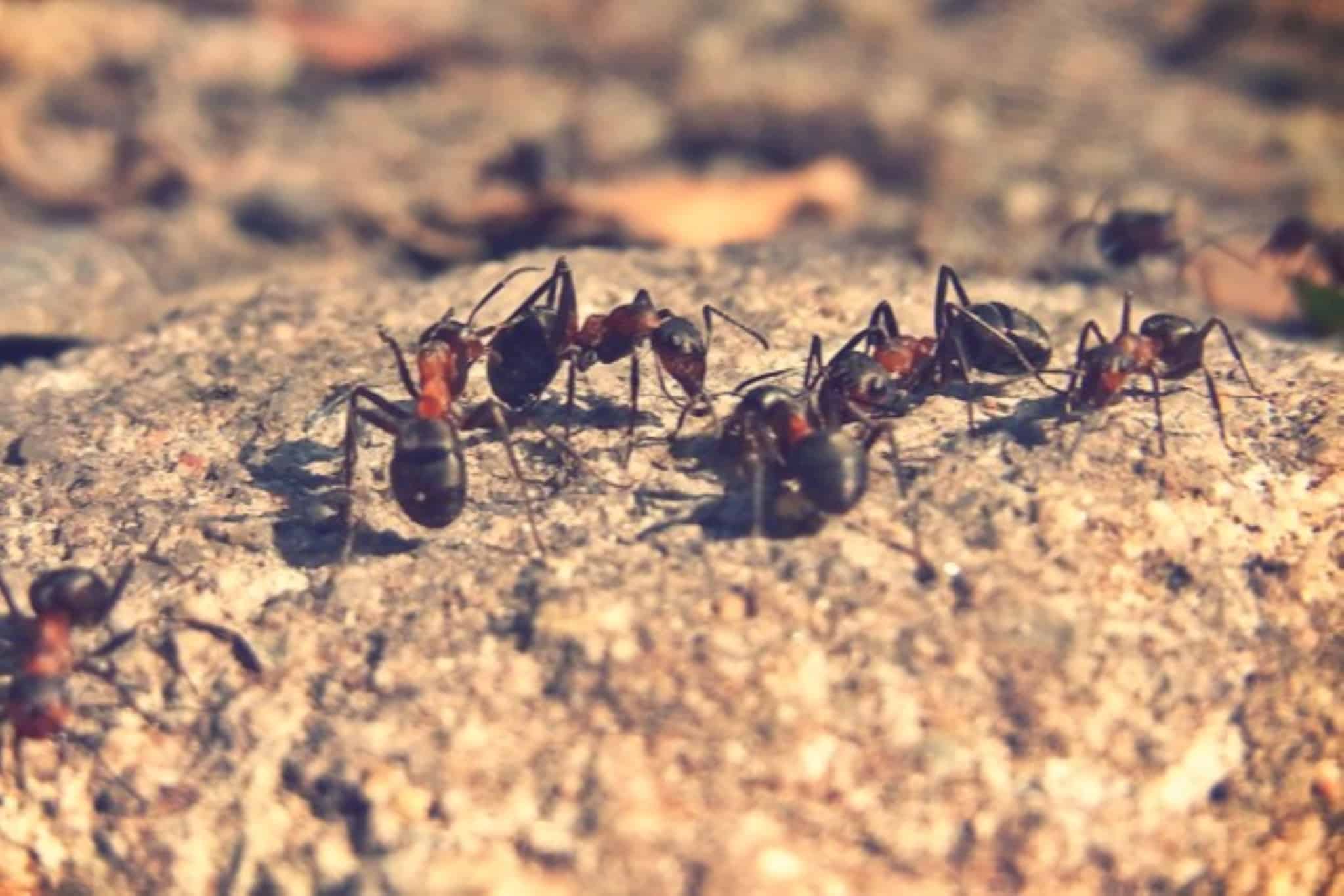 ¡Ayuda!.. invasión de hormigas