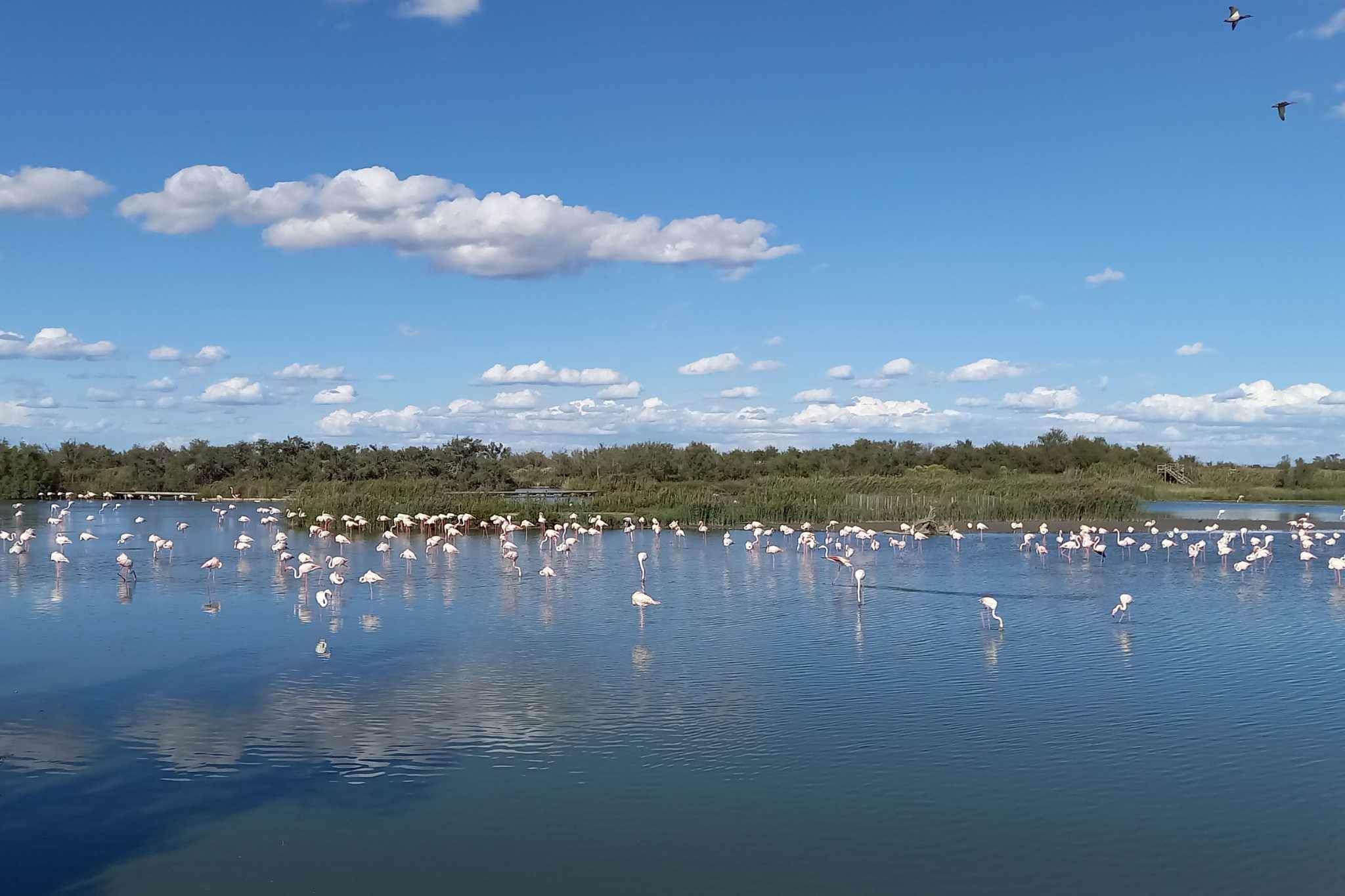 La Camarga: un paraíso natural para los amantes del camping en un vasto paisaje virgen. Consejos de lanzamiento