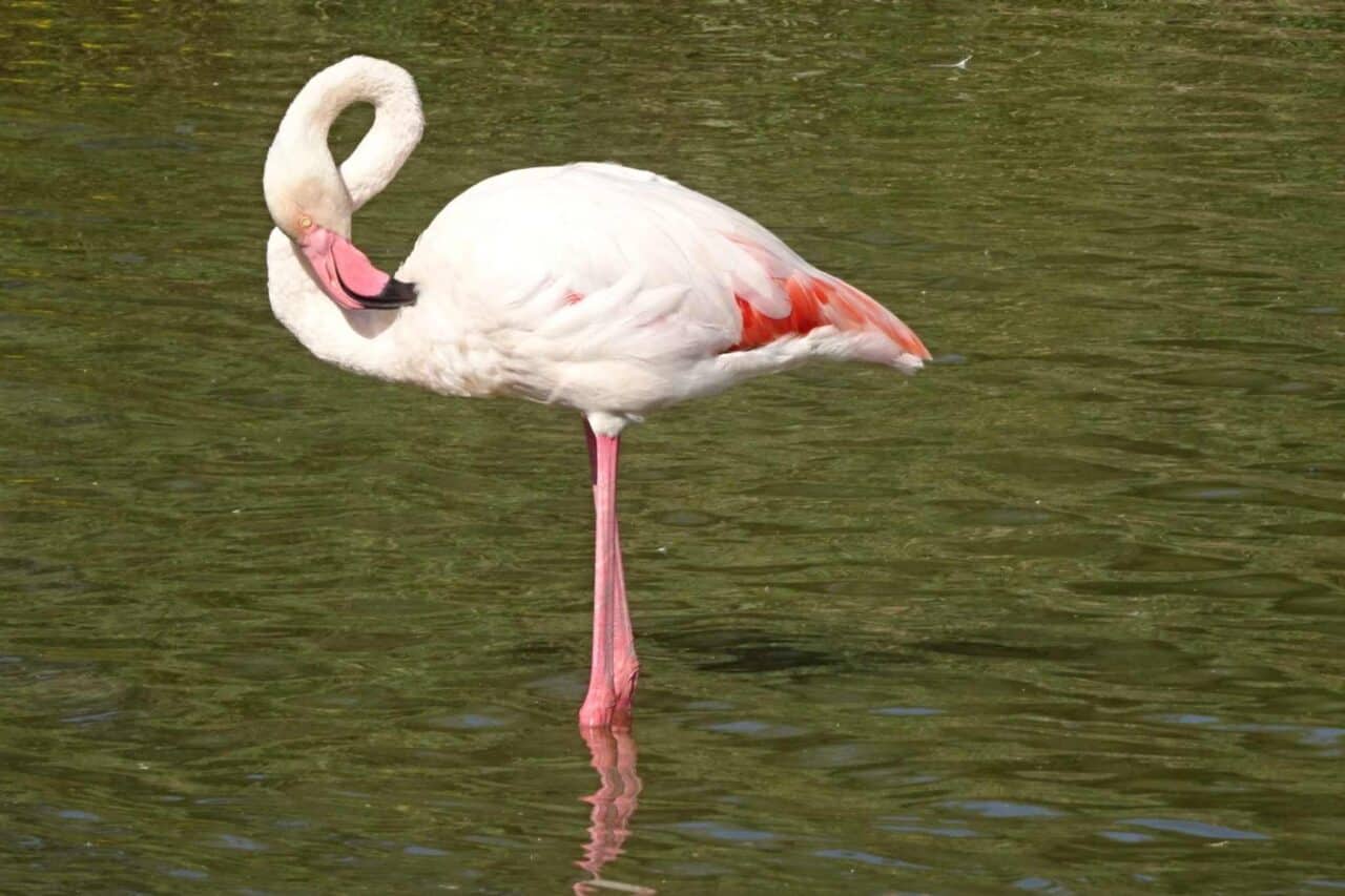 Camping Camargue - Parque de las Aves Flamingo