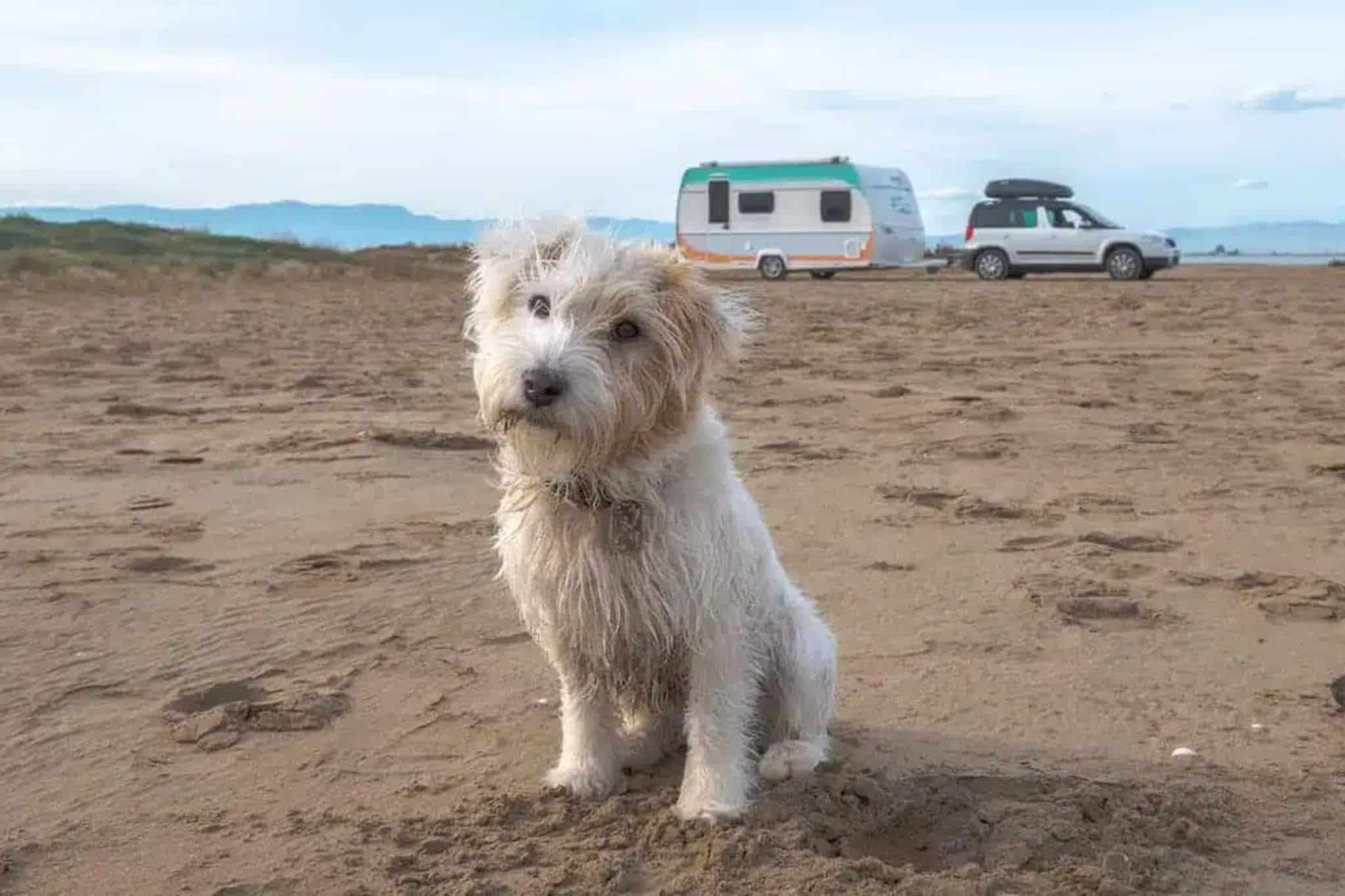 Acampar con un perro: preparativos y lista de comprobación