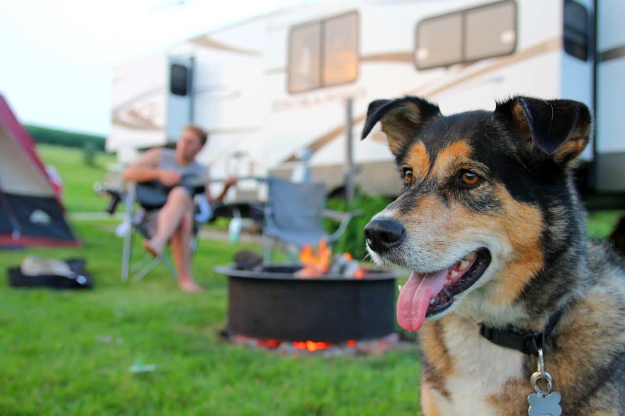 Acampar en Bretaña con un perro