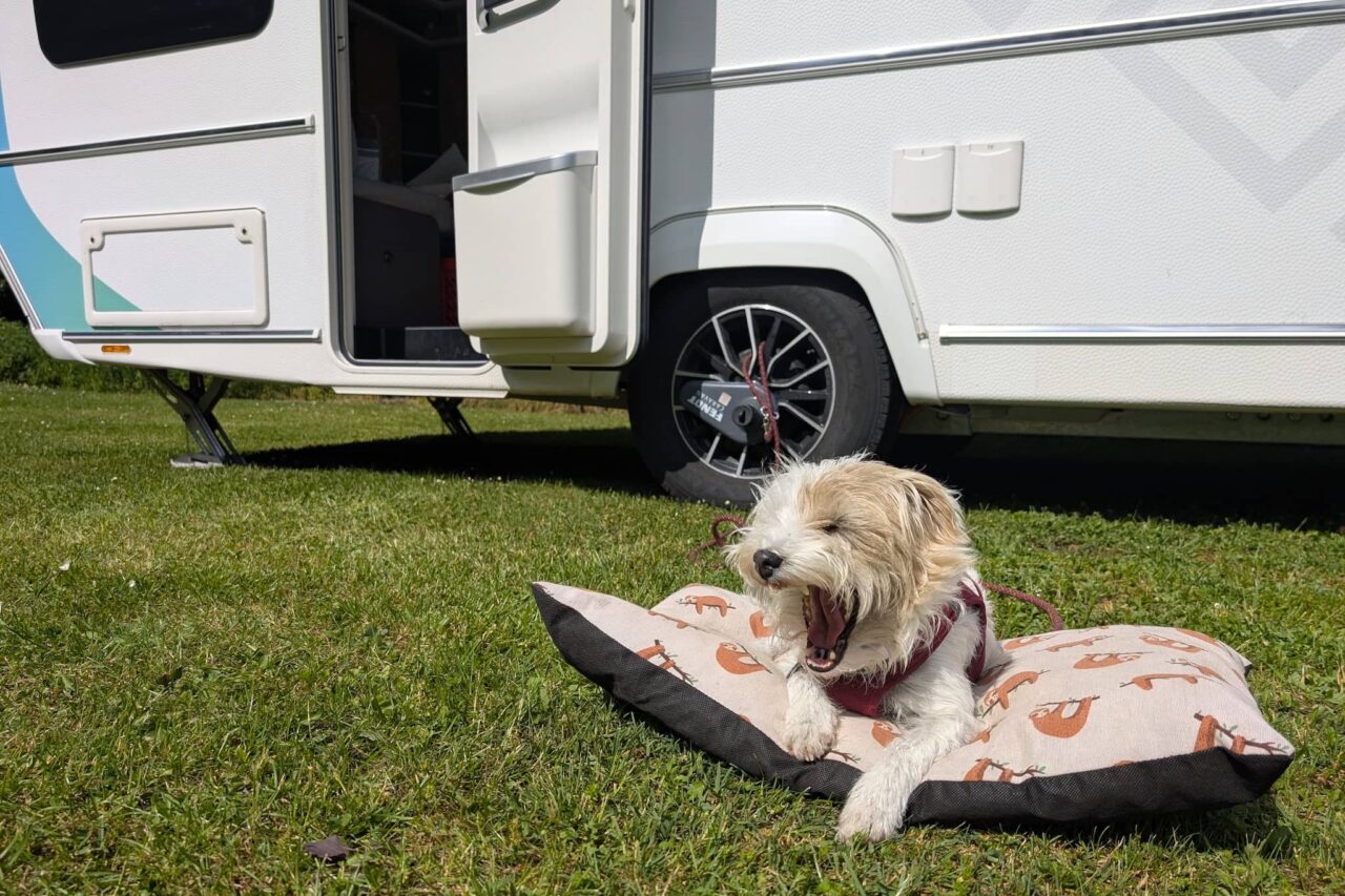 Tipps fürs Camping mit Hund im Ausland - Foto: Ein Hund liegt vor einem Wohnwagen auf einer Wiese