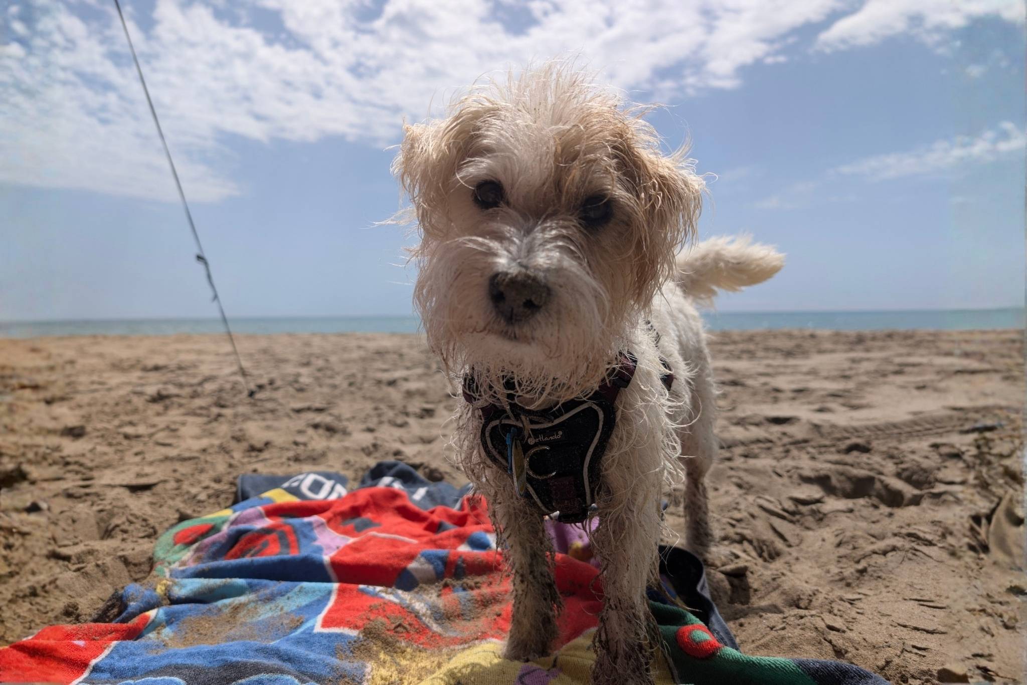 ¡Vaya! Los 13 mejores campings para perros de Holanda